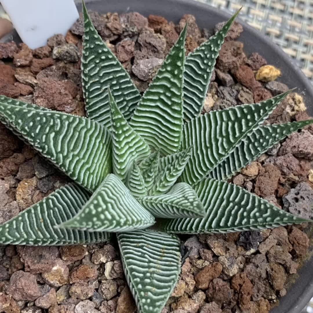Haworthia limifulia var striata Rareexotic succulent plant aloe garden 5-7CM