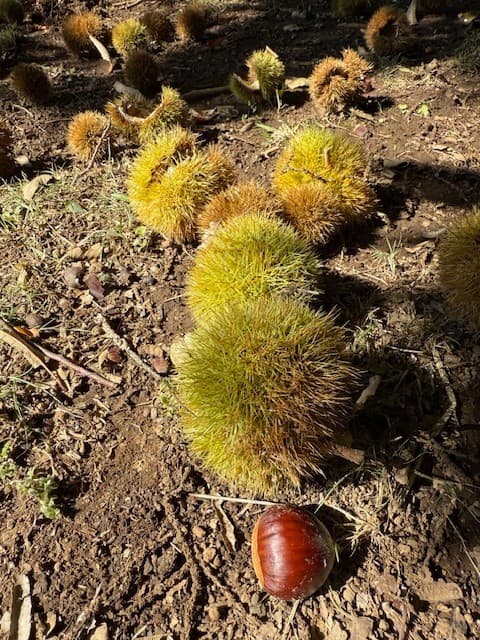 Fresh Sweet Chestnuts from Washington State 5 lbs Assorted sizes 6