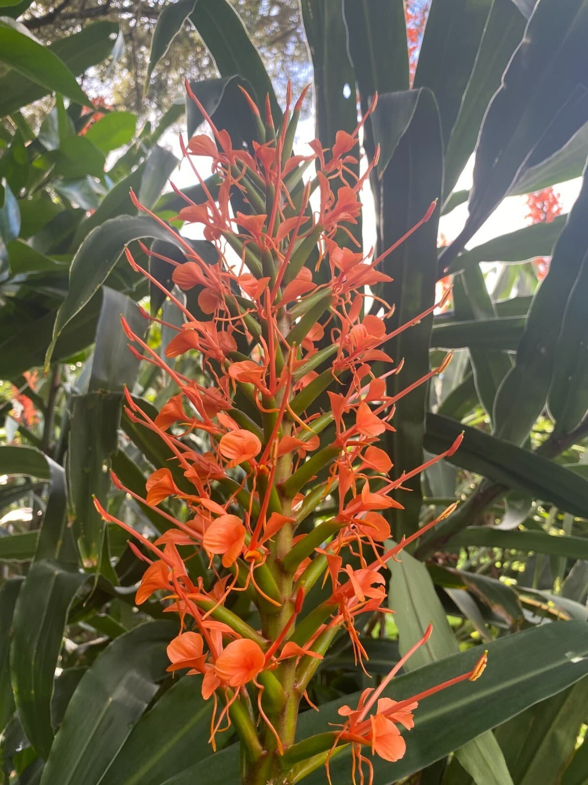 Butterfly Ginger - 20 seeds - Hedychium coccineum - Germination Tested