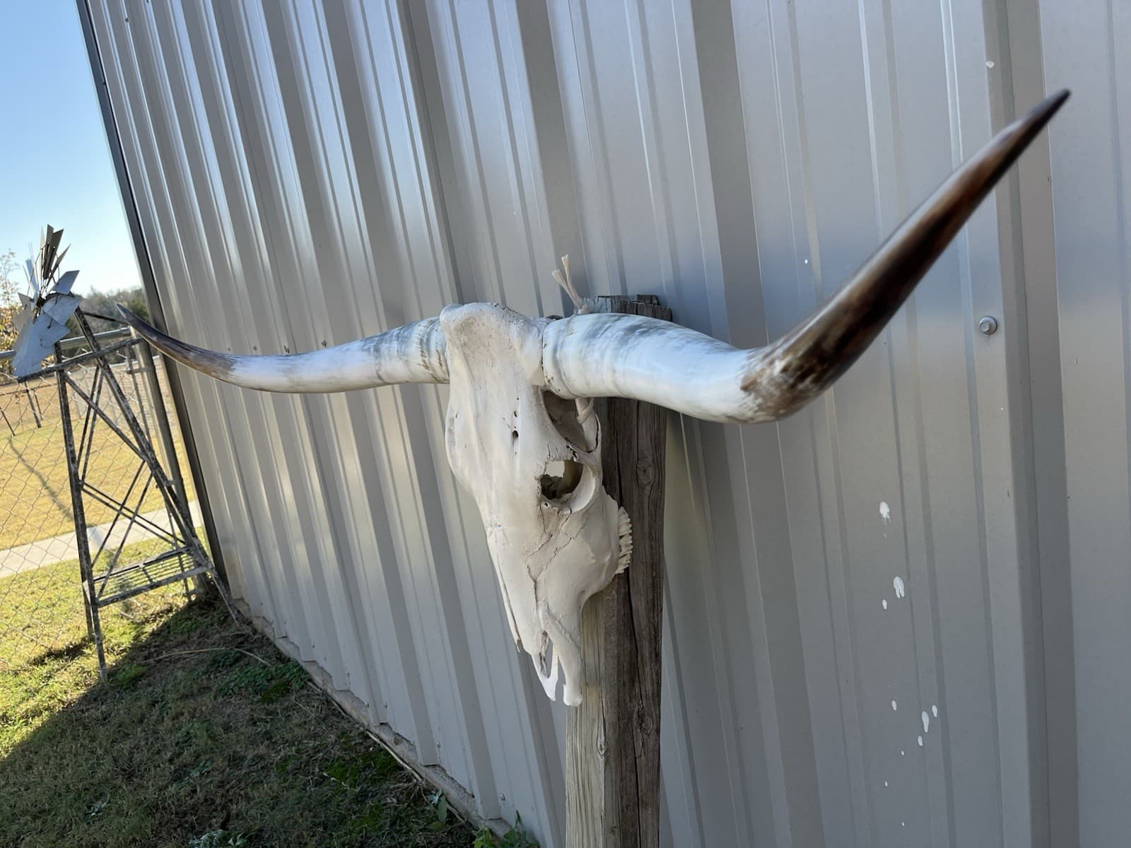 LONGHORN STEER SKULL 4 FEET 5 1/2” Inch WIDE POLISHED BULL HORN MOUNTED COW HEAD 2