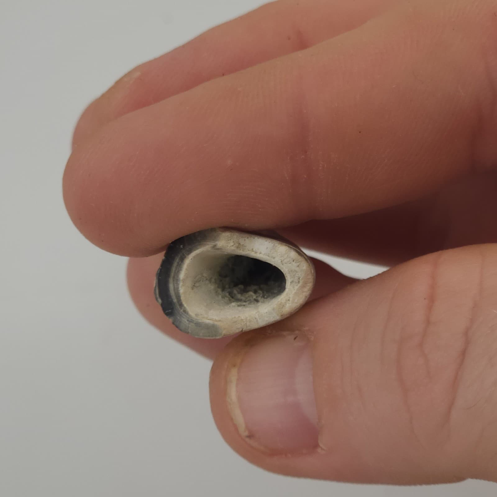 Crab Claw Fossil - Florida  4