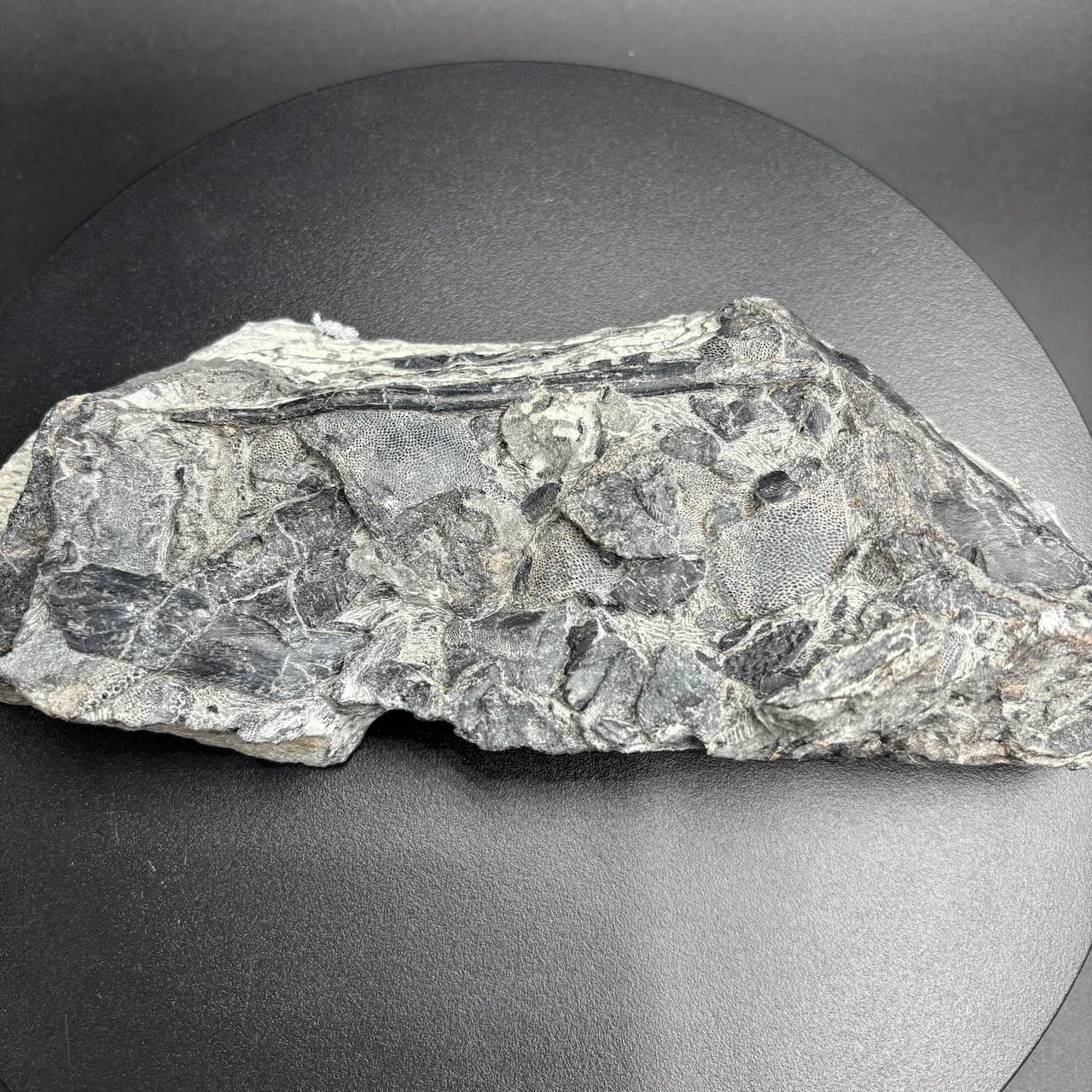 Rhinopteraspis dunensis fossil fish - Devonian Germany - 23 cm 2