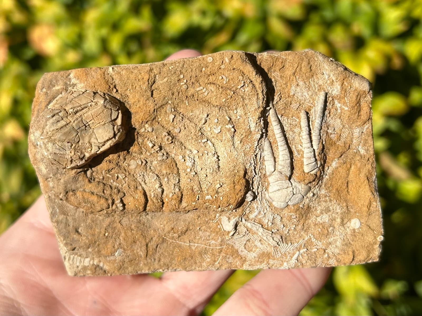 Fossil Crinoid and Blastoid in Matrix Cymbiocrinus Pentremites Alabama 2