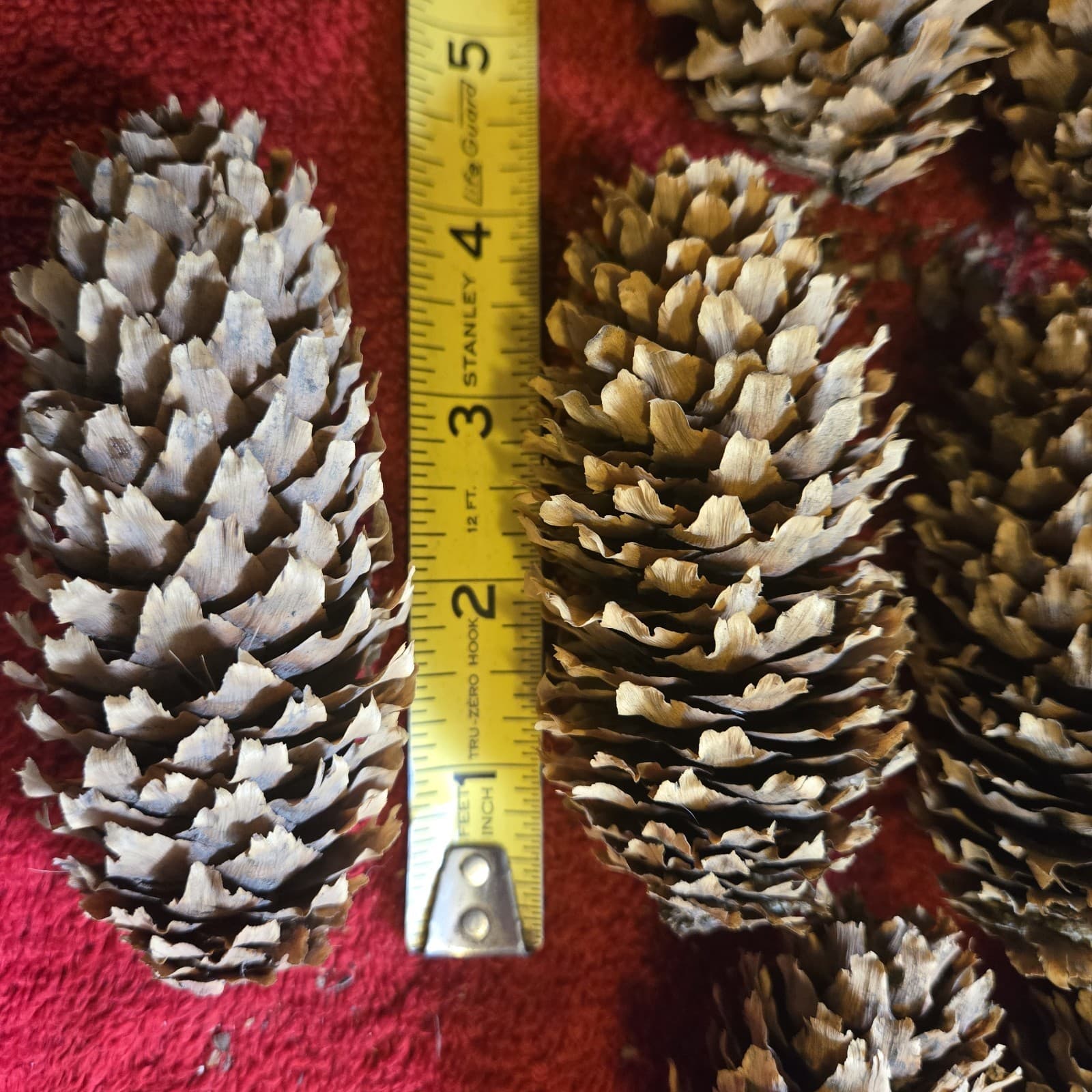12 Larger Blue Spruce Cones  4-5 Inches 6 Ounces Clean For Crafting Idaho. 3