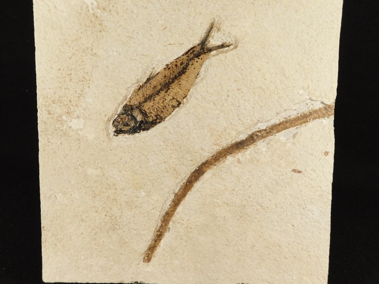 FISH Fossil With a TREE Branch Fossil in BIG Matrix From Wyoming 1641gr 3