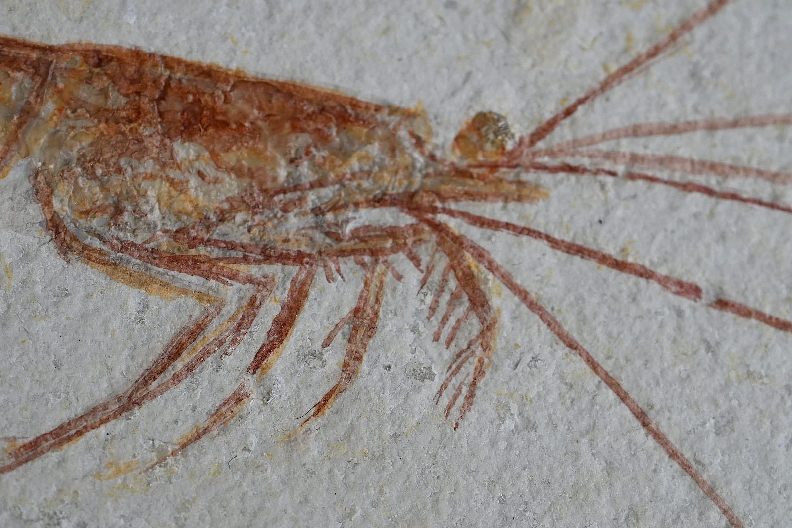 Solnhofen Fossil Shrimp- Antrimpos 5
