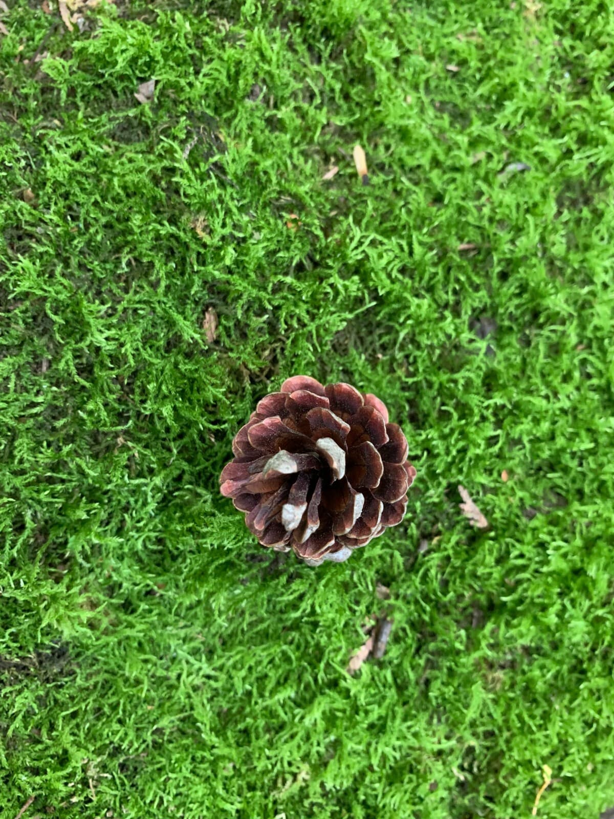 Pine Cones 50 count, Jack Pine 5