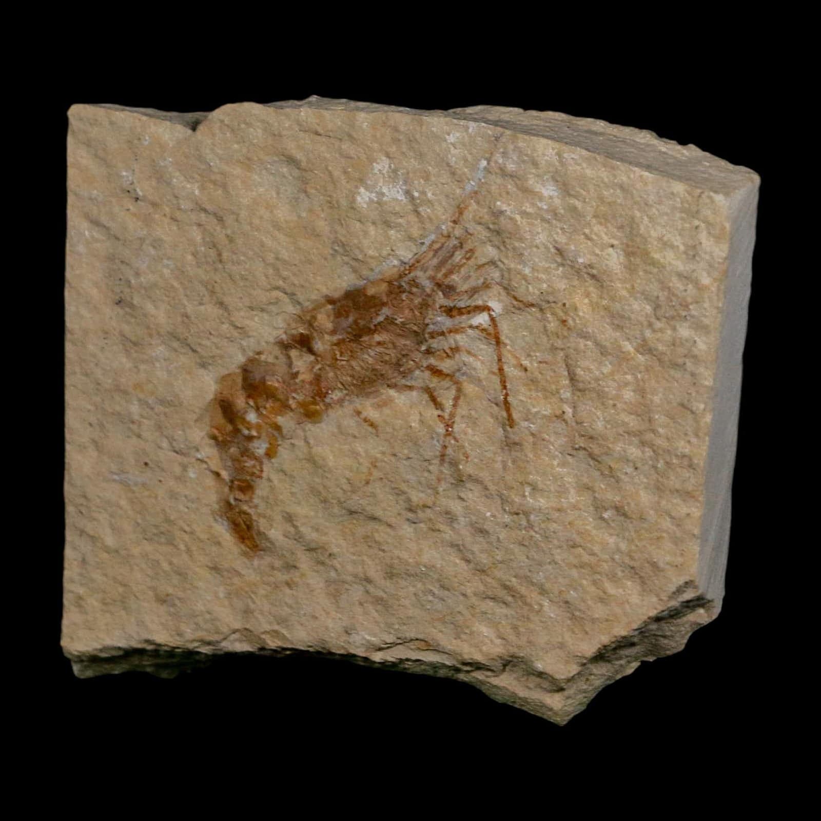 1.7" Fossil Shrimp Carpopenaeus Cretaceous Age 100 Mil Yrs Old Lebanon COA 5