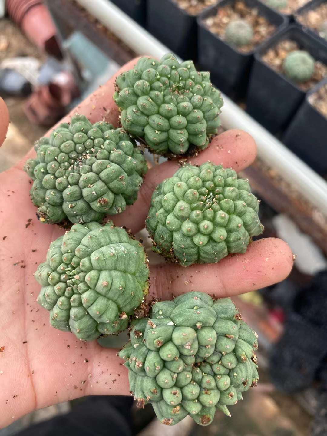 RareSucculent  Plant Kitsukow Euphorbia obesa Hook. f. Garden plants 3CM