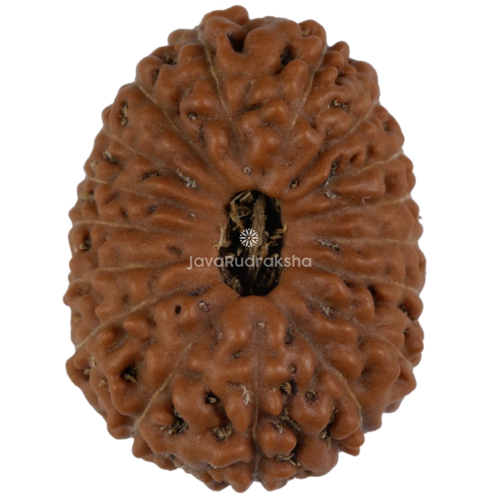 17 Mukhi Rudraksha 19.73 mm Java Bead | Grade A Large | Genuine Natural Bead