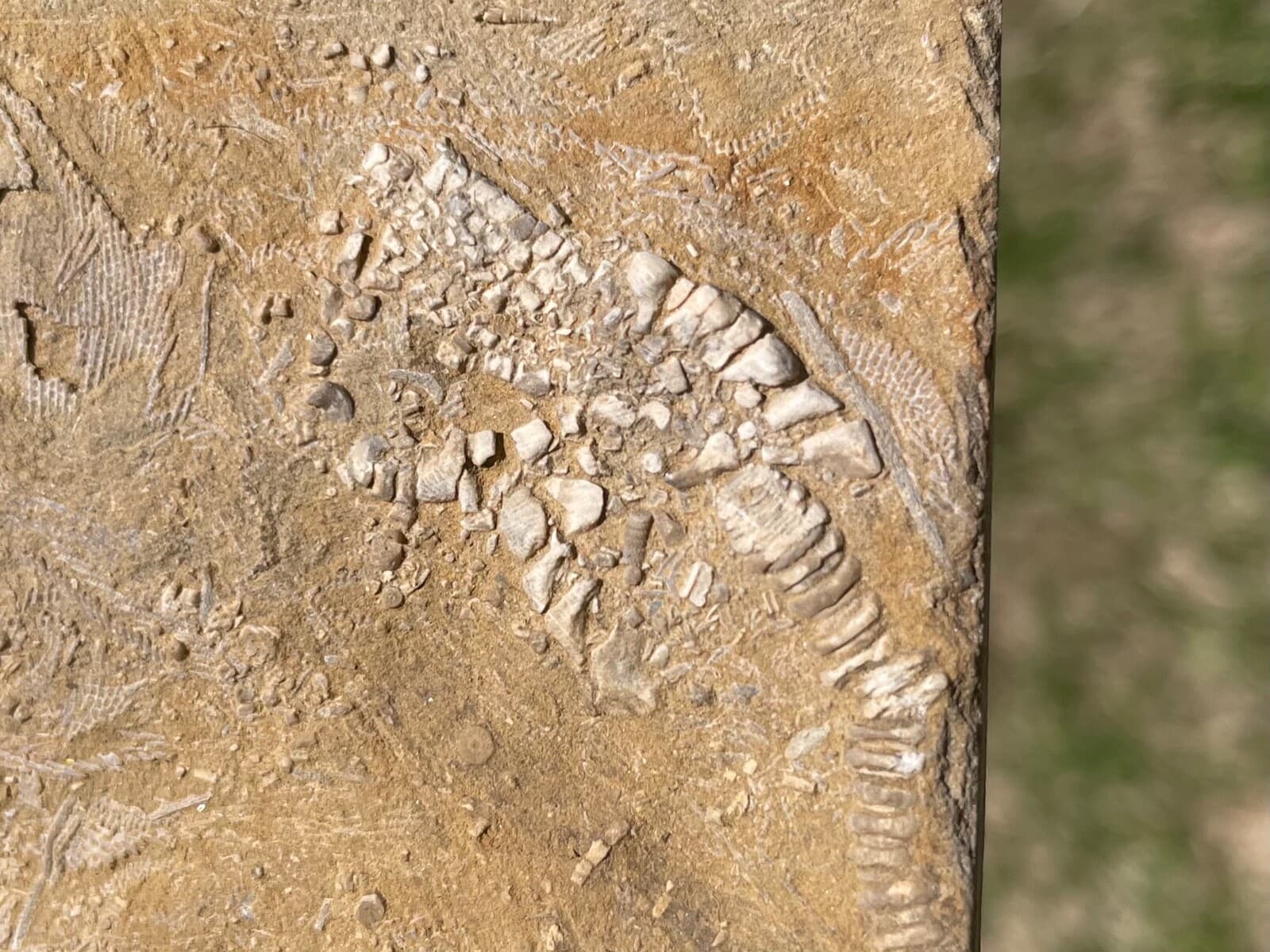 Fossil Crinoids Phanocrinus DOUBLE Alabama Mississippian Age Bangor Limestone 3