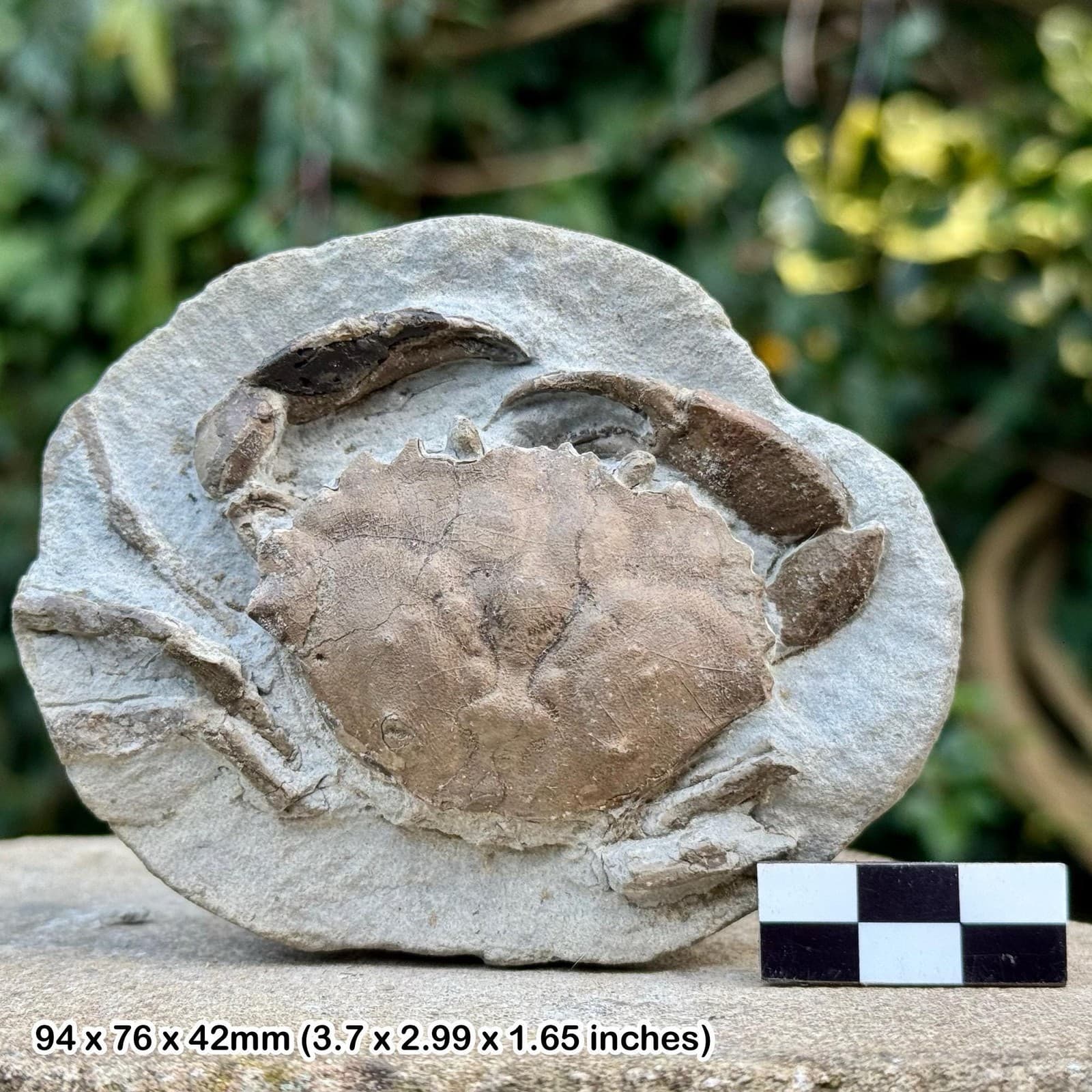 Rare: homolopsis fossil crab – cretaceous, hughenden, queensland – genuine