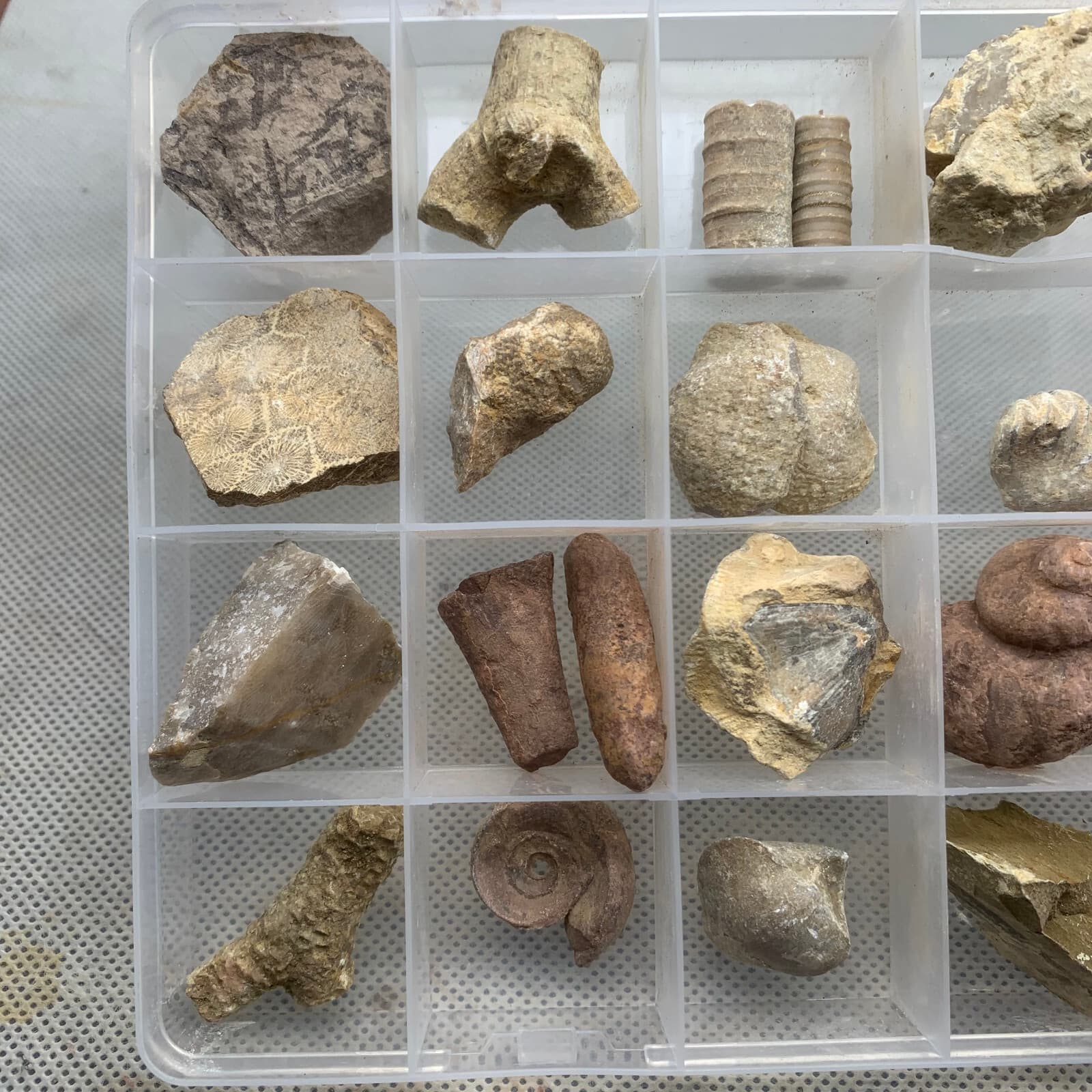 24 fossil specimens from China 2