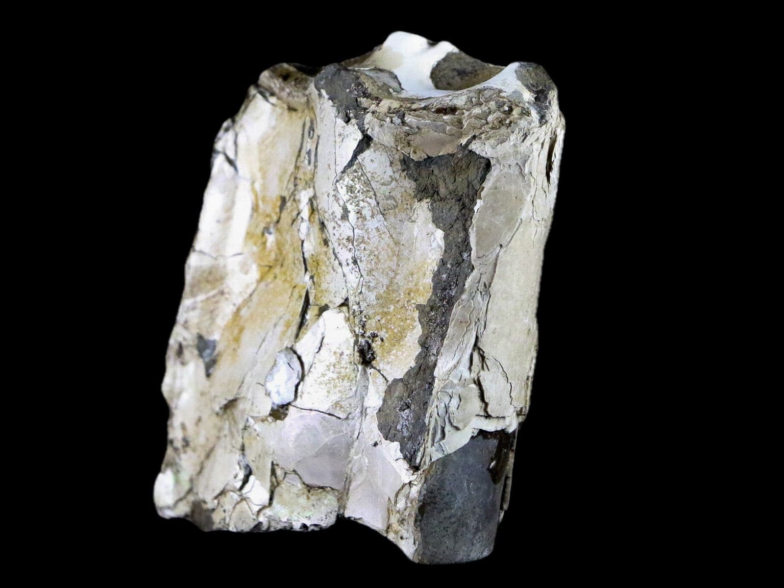 2.3" Baculite Fossil Opalized Cephalopod Late Cretaceous Bear Paw Shale Montana 6