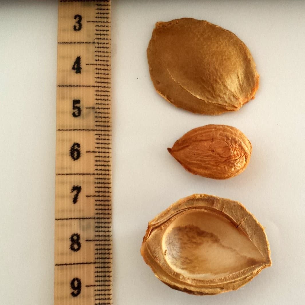 USA Grown Bitter Apricot Kernels, 1 lb, All Natural, GMO Free, Organic 4