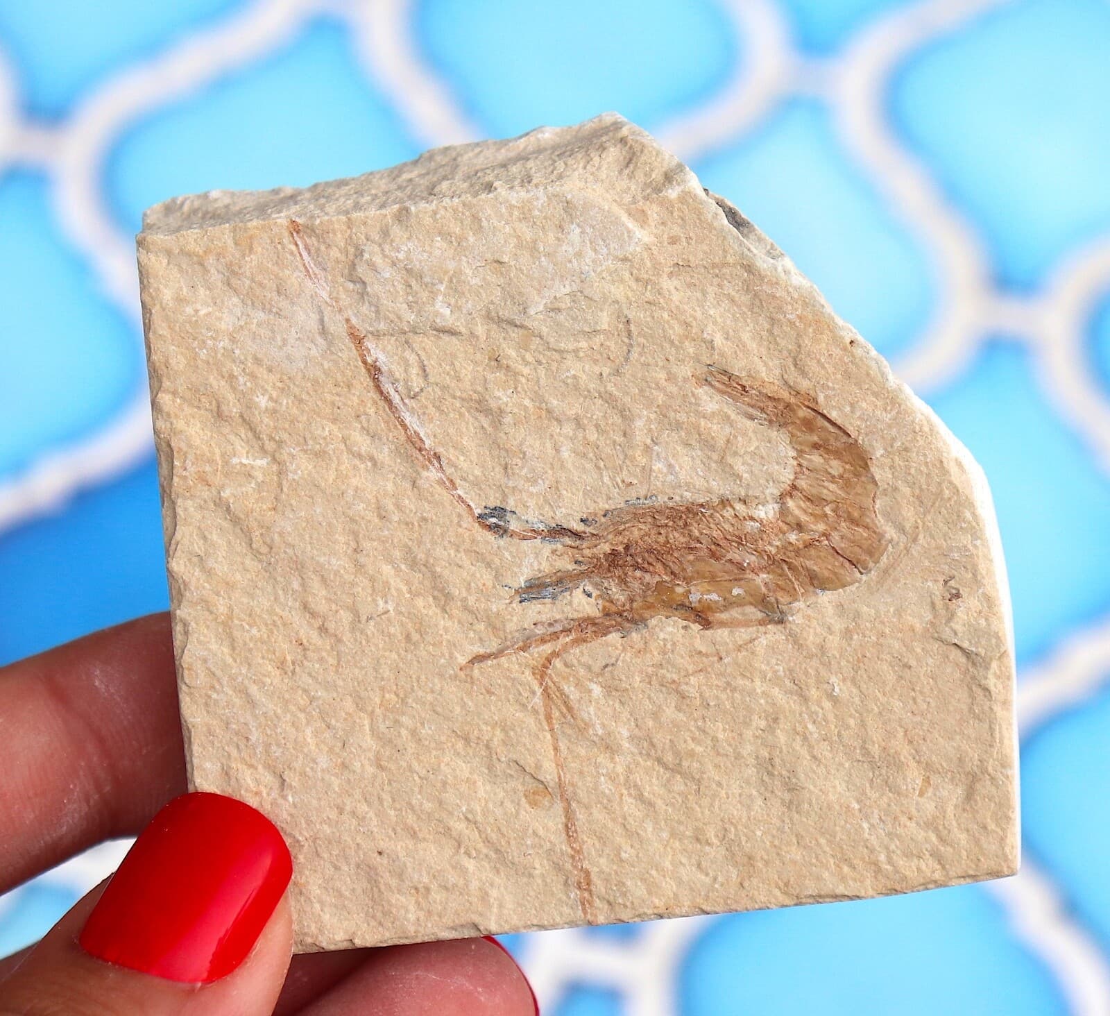 Fossil Shrimp From Solnhofen Germany - 150 MILLION YRS OLD JURASSIC 6.3 Cm's 5