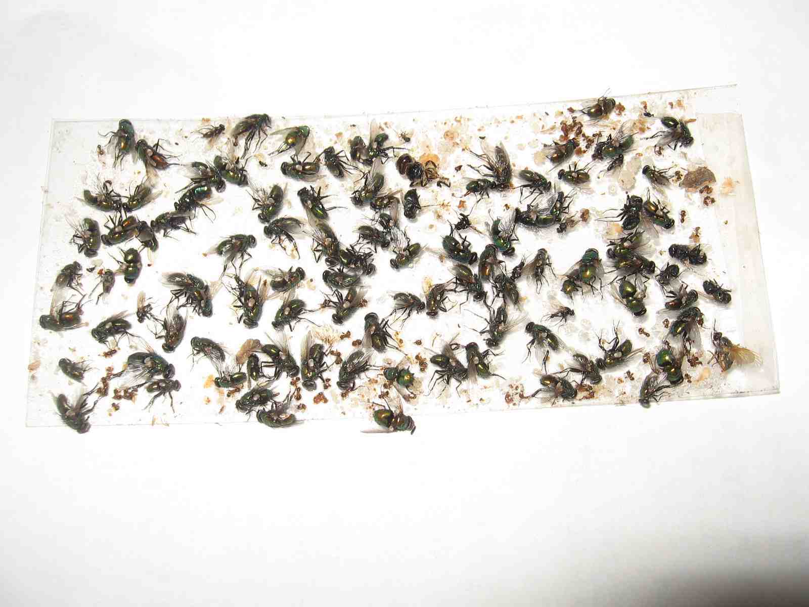 8 pk  ALL INSECT  STICKY TRAPS .  Sticky glue Traps economy 8pk 4