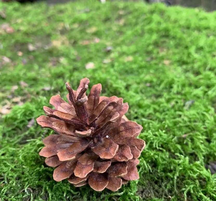 Jack Pine Cones, Brown, 1000 cones 3
