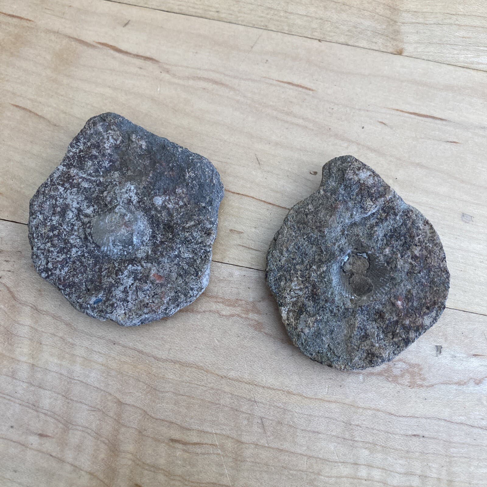 Lake Ontario fossilized shell 6