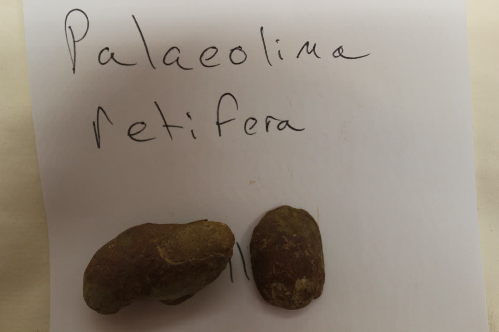 Mazon Creek Fossil Palaeolima retifera Fossils. Lot X44 5