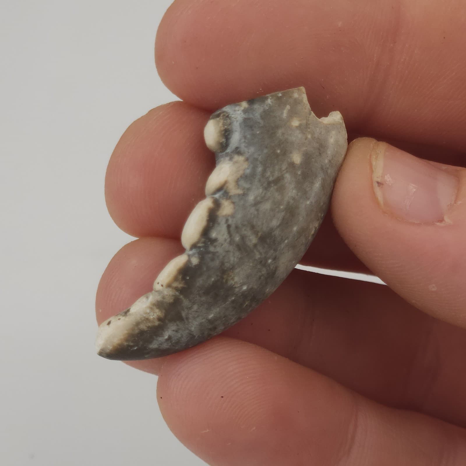 Crab Claw Fossil - Florida  2