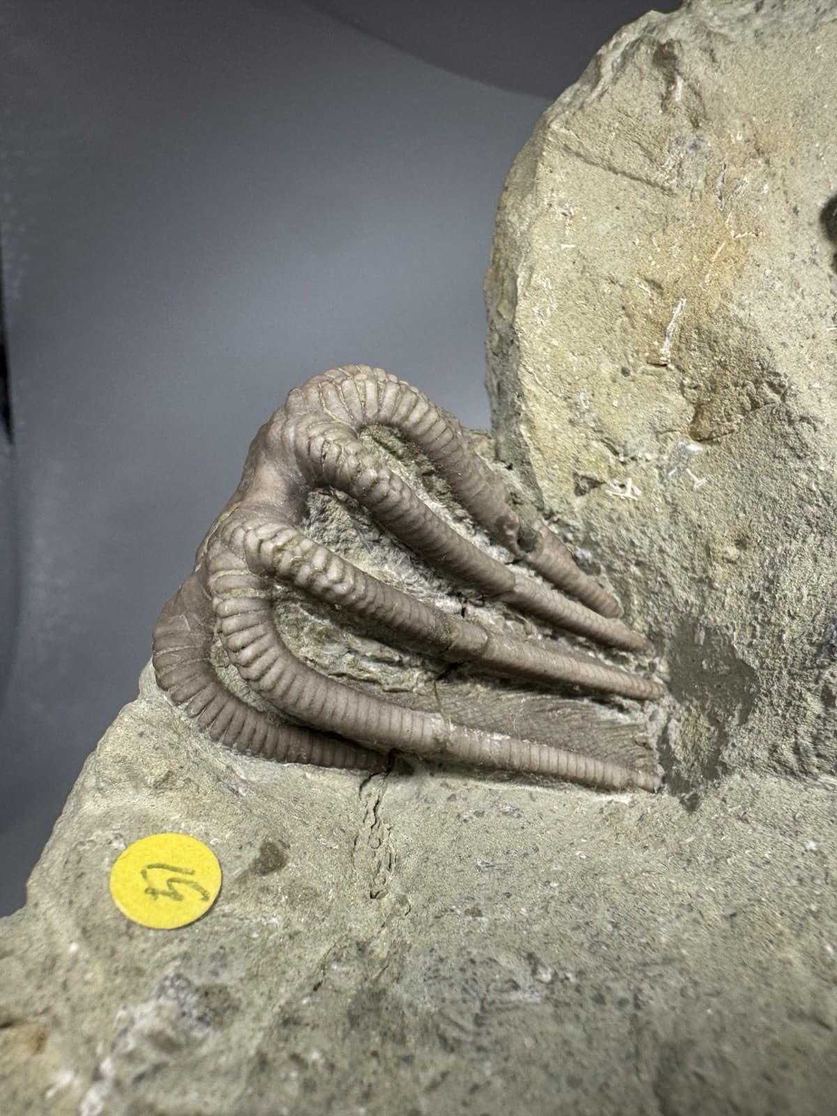 Detailed Crinoid Fossil Mortality Plate Crawfordsville Indiana Agaricocrinus 5