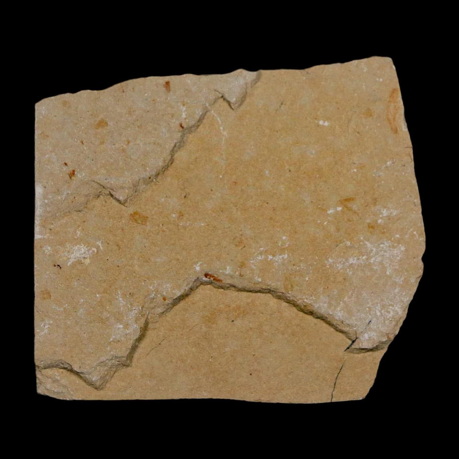 1.1" Fossil Shrimp Carpopenaeus Cretaceous Age 100 Mil Yrs Old Lebanon COA 6