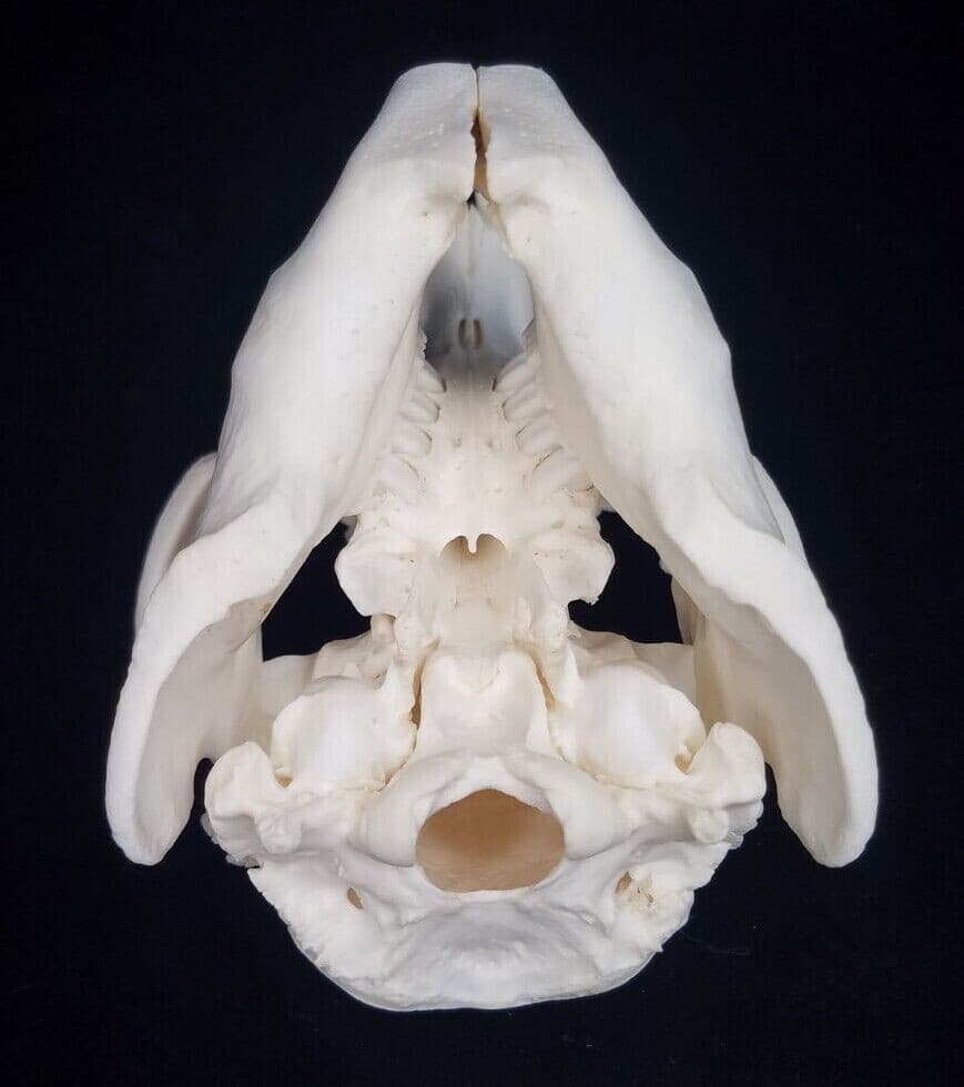 Real Beaver Skull - Castor canadensis - Generic Listing - American Sourced 6