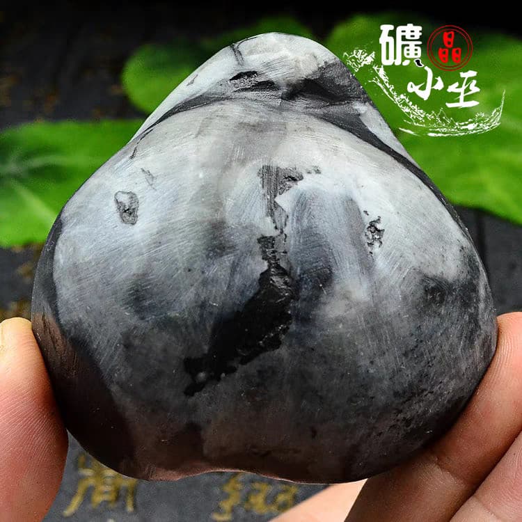 RARE prehistoric Jurassic Period invertebrate Stringocephalus fossil 2