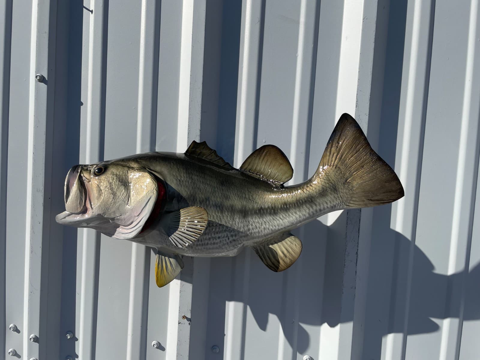 23" Largemouth Bass Two Sided Fish Mount Replica Right Facing - Quick Production 3