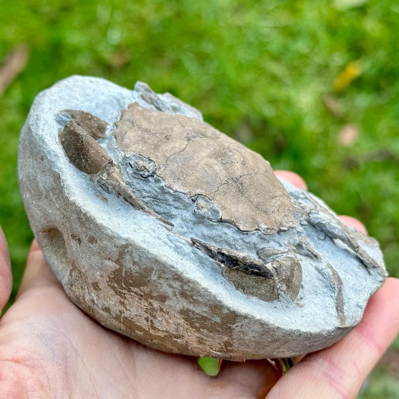 Rare: homolopsis fossil crab – cretaceous, hughenden, queensland – genuine 3