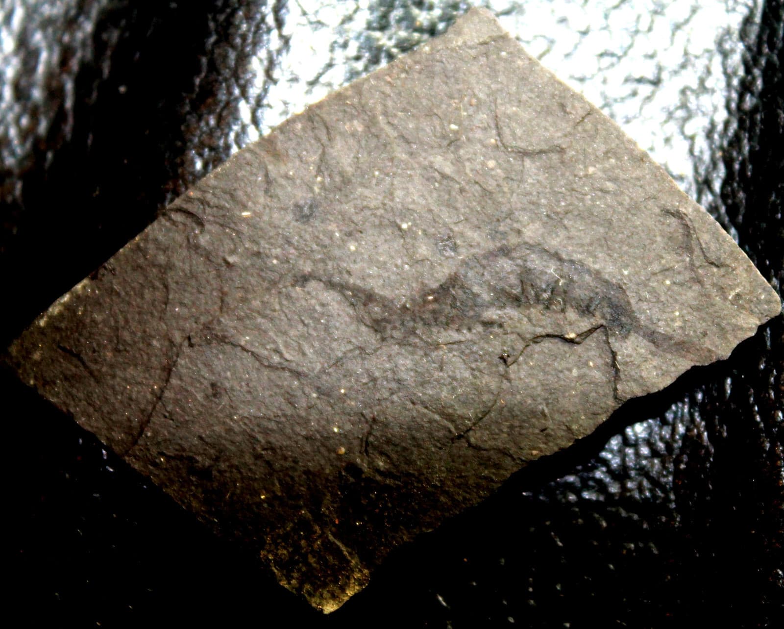 Amphipoda - Very rare Oligocene fossil crustacean 2