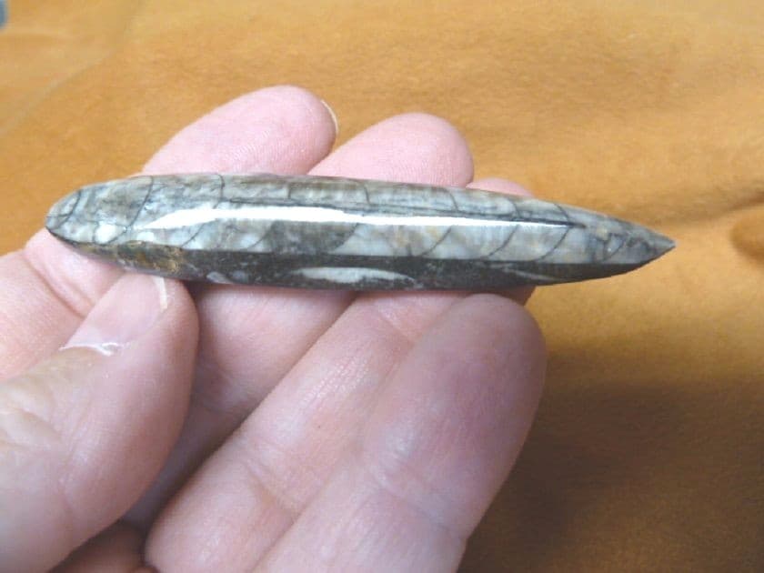 f369-9) LG Orthoceras marbilized fossil straight horn shell nautiloid cephalopod