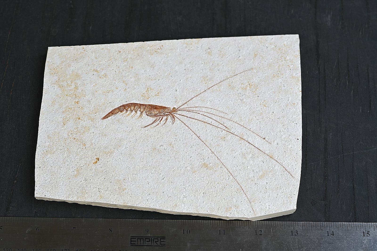 Solnhofen Fossil Shrimp- Antrimpos 3