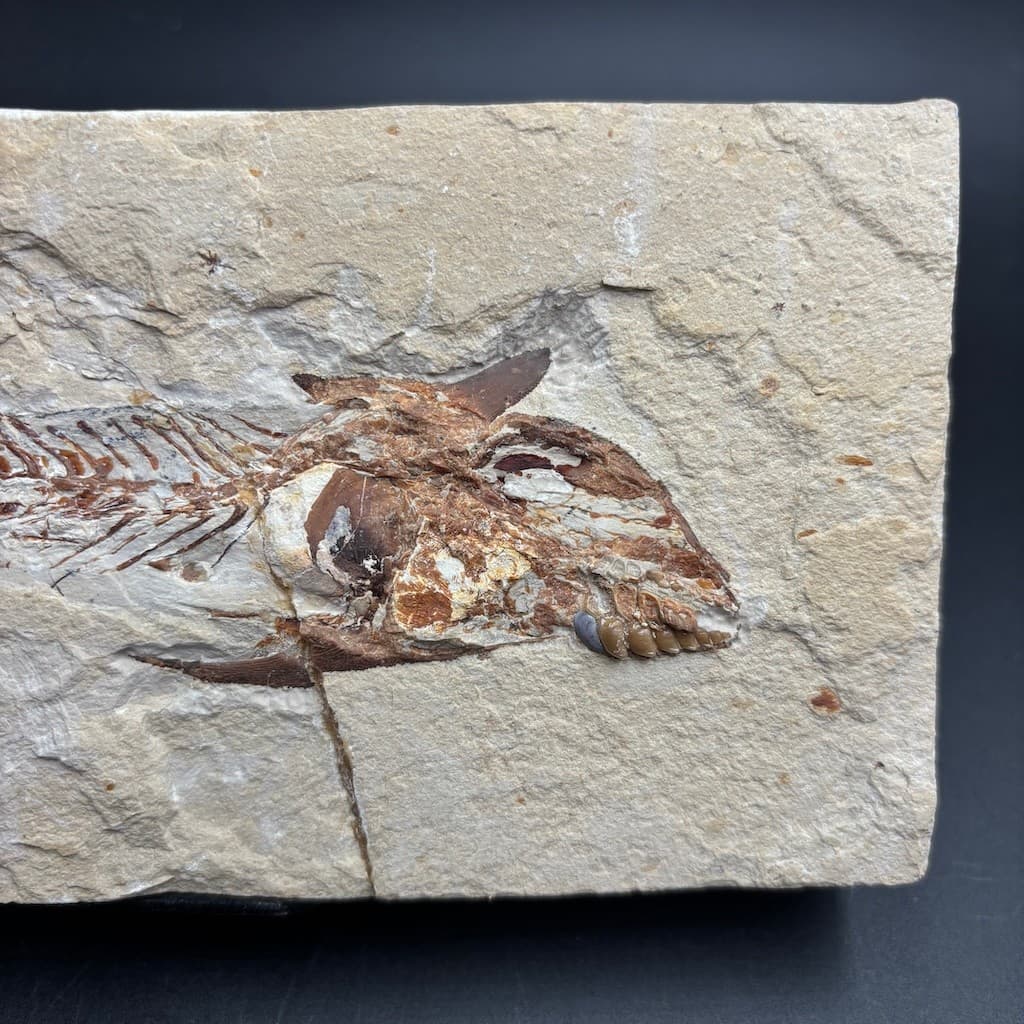 Coccodus insignis fossil fish - Cretaceous Cenomanian, Lebanon - rare slab 19 cm 2
