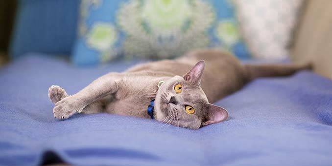 cat probiotics for diarrhea - CAT PROBIOTICS - probiotics for cats 1B 4