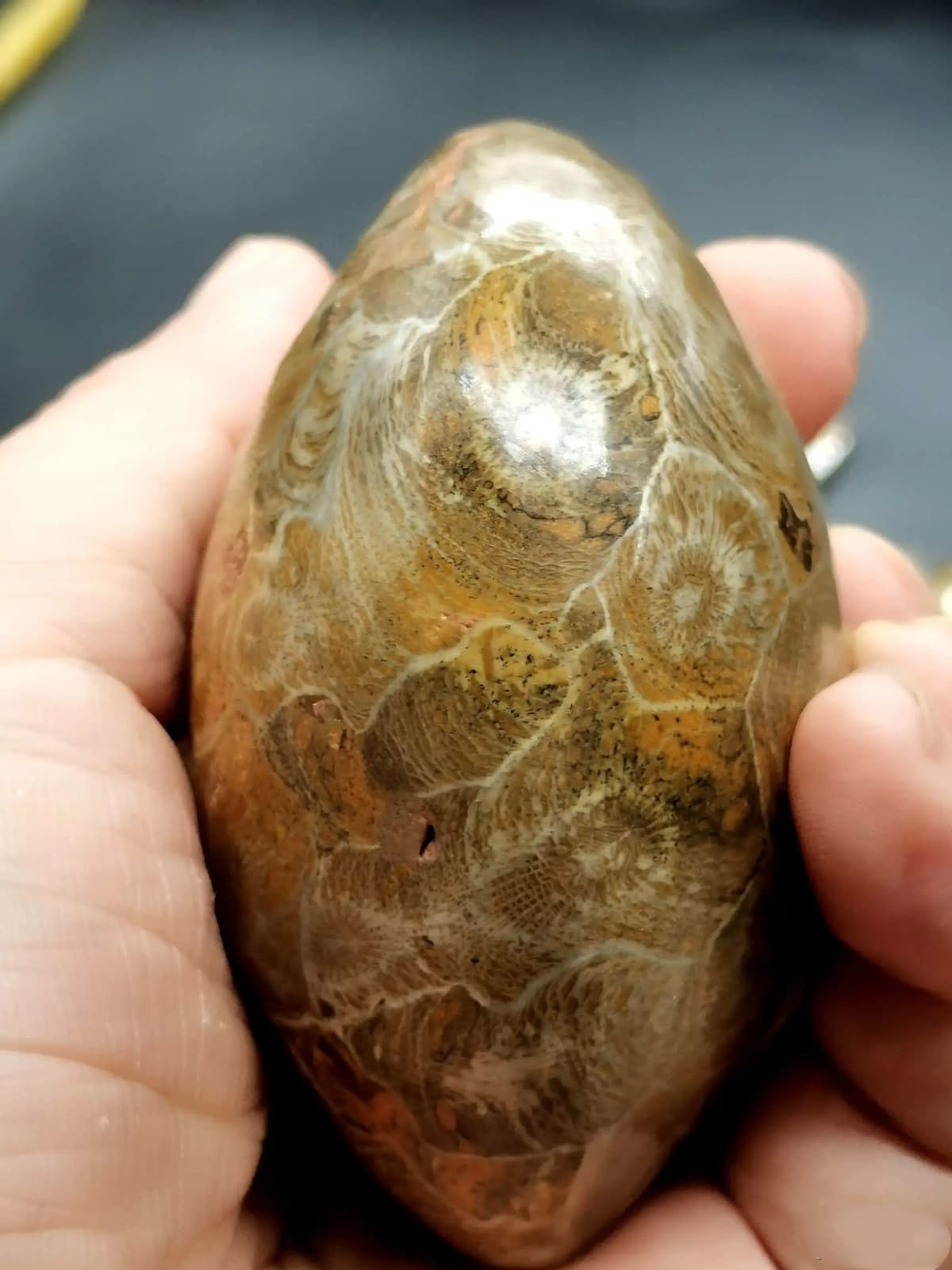 RARE prehistoric Moroccan invertebrate fossil crystal 5