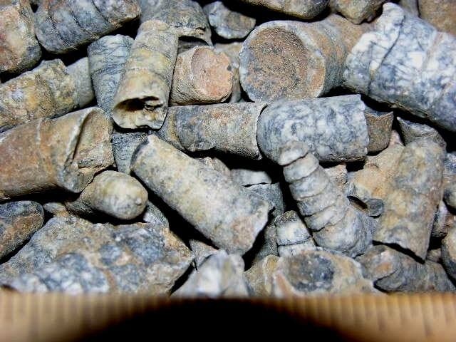 Orthoceras fossils Ordovician/Triassic 2.5-0.75 inch 3 pounds 100+ pieces 3