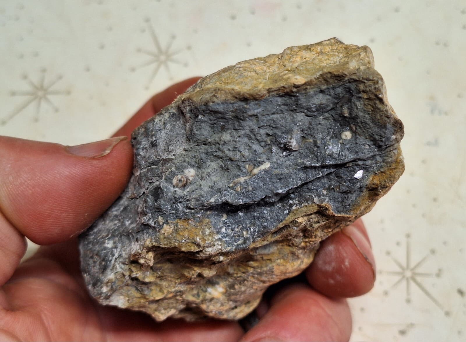 Large Fossil Horn Coral Devonian age Lake Huron Michigan - Cut And Polished Face 6