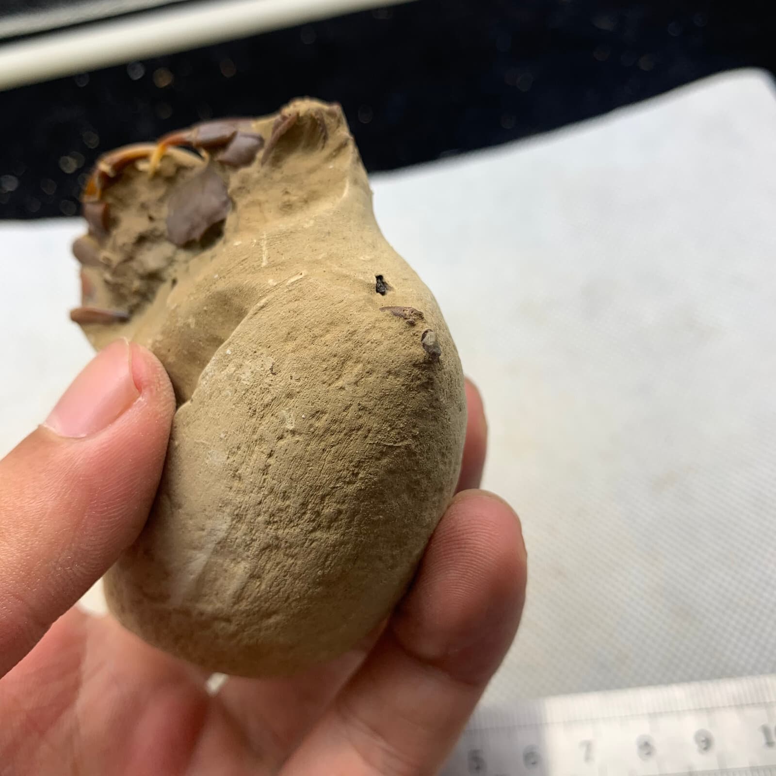 Jurassic Period Perfect Crab Fossil Dinosaur Age 4