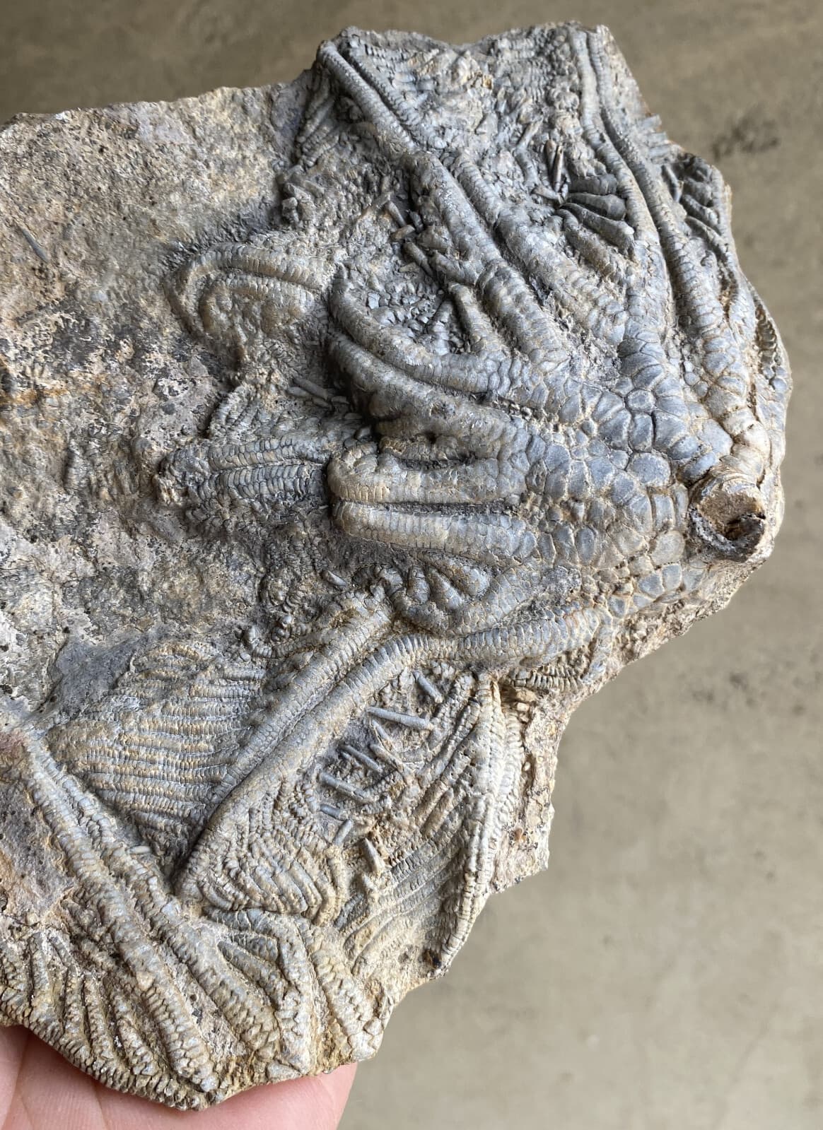 Natural Devonian prehistoric Jurassic biota crinoids Fossils 3