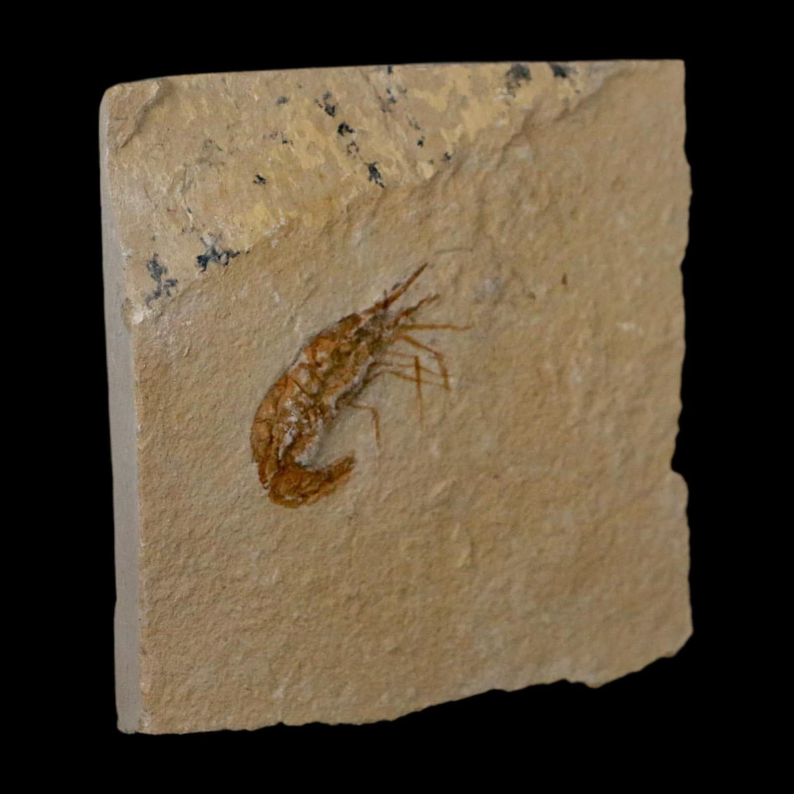 1.4" Fossil Shrimp Carpopenaeus Cretaceous Age 100 Mil Yrs Old Lebanon COA 4