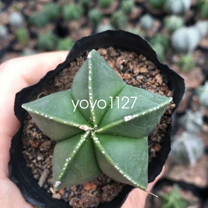 5pcs  Astrophytum myriostigma 5 types of cactus succulent and beautiful 3-4cm 6