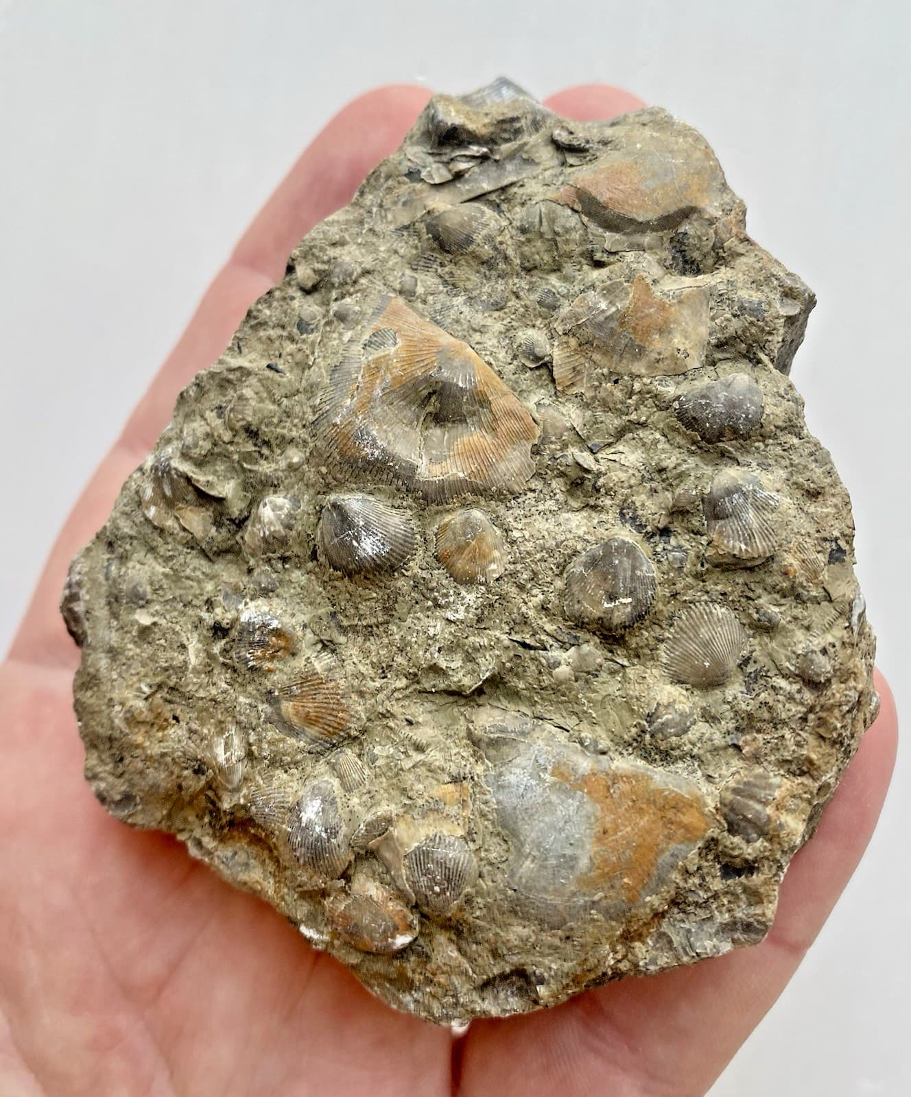 Rare Shell Fossils In Rock Sea Shell Fossil Complete Top And Bottom 167g. 5