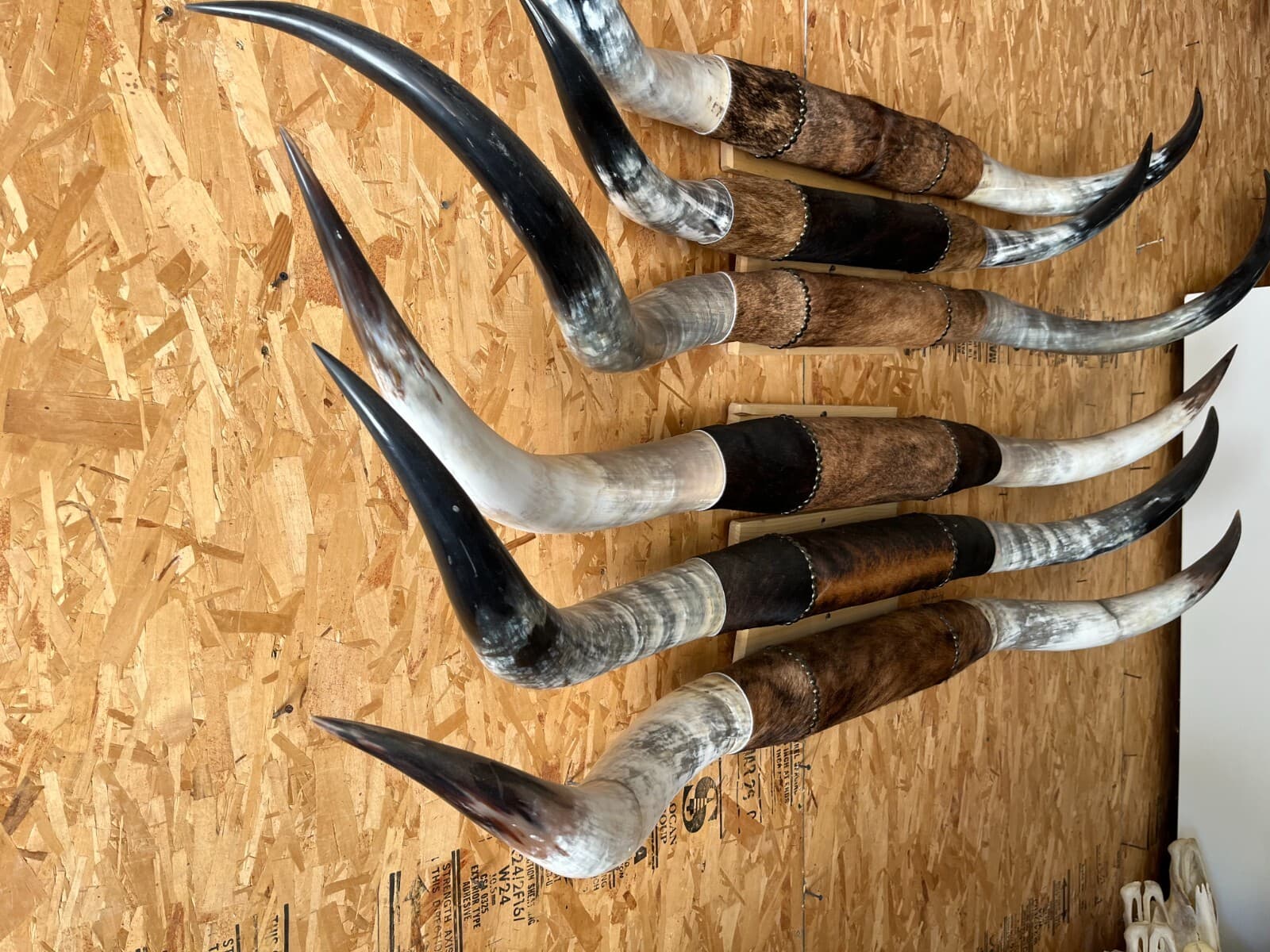 MOUNTED STEER HORNS 5'   WIDE to 5' 6" LONGHORN POLISHED NEW MOUNT BULL COW 4