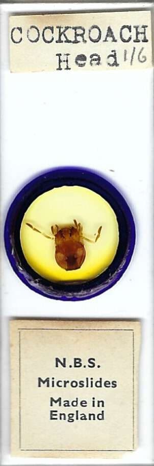 Cockroach Head Microscope Slide by N.B.S.