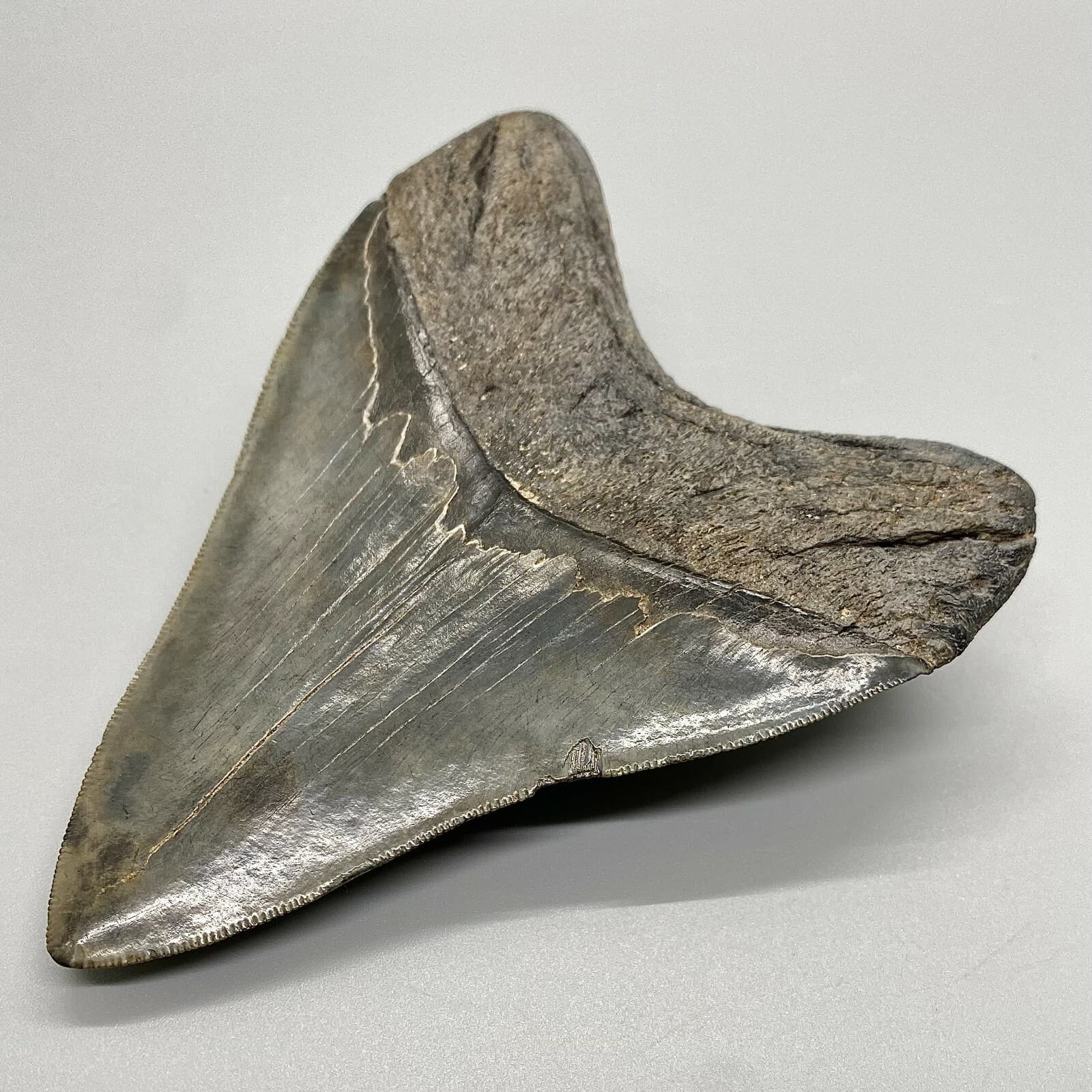 Awesome Shape/High Quality 4.40" Sharply Serrated Fossil MEGALODON Shark Tooth 5