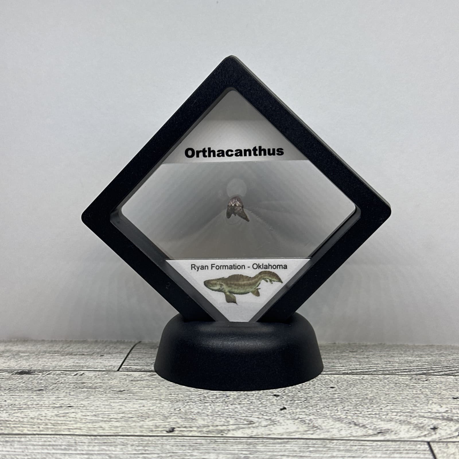 Orthacanthus Extinct Permian Age Tooth Fossil in Great Display Case 2