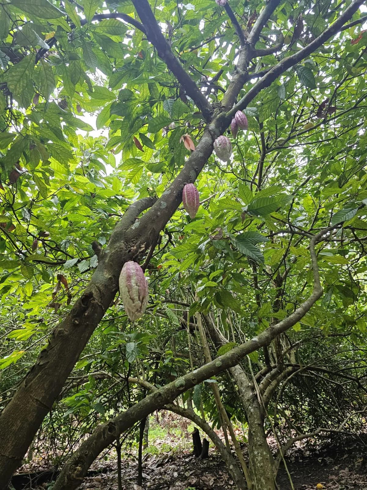 Artisanal 100% Ceremonial Grade Cacao Discs (Tablillas de Cacao Artesanales) 6