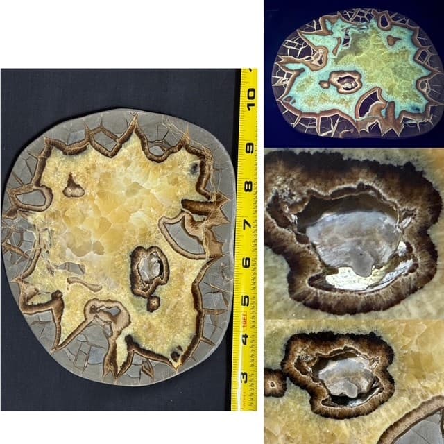 RARE  7 9/16"  SEPTARIAN SLAB W/ FOSSIL CRAB  ,A+ QUALITY: & FL/PHOSPHORESCENT!